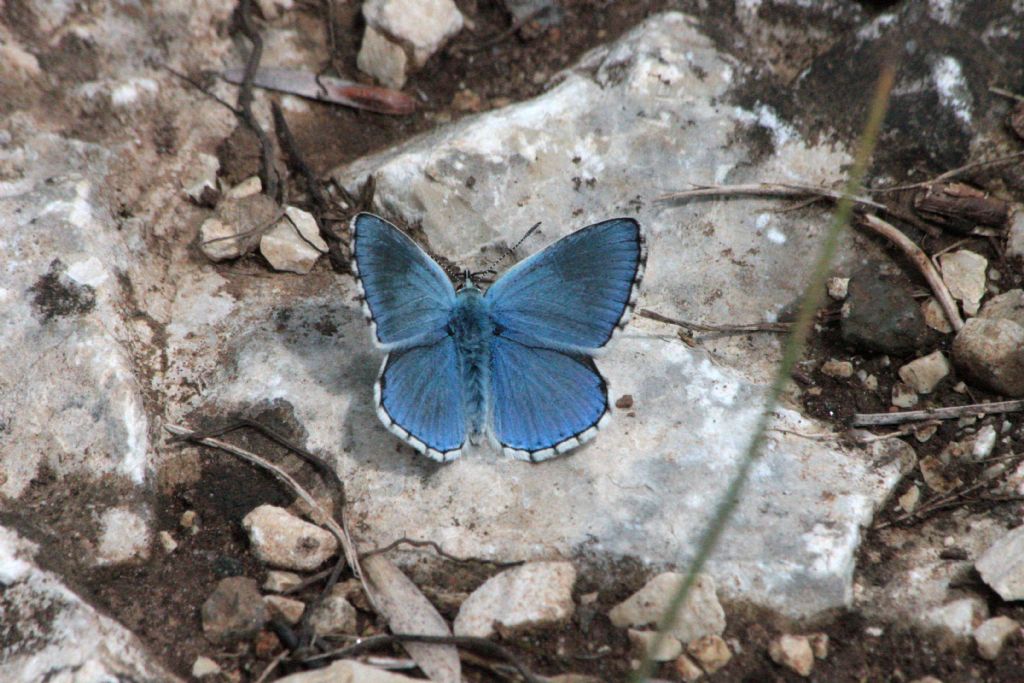 Polyommatus (Lysandra) bellargus?  S